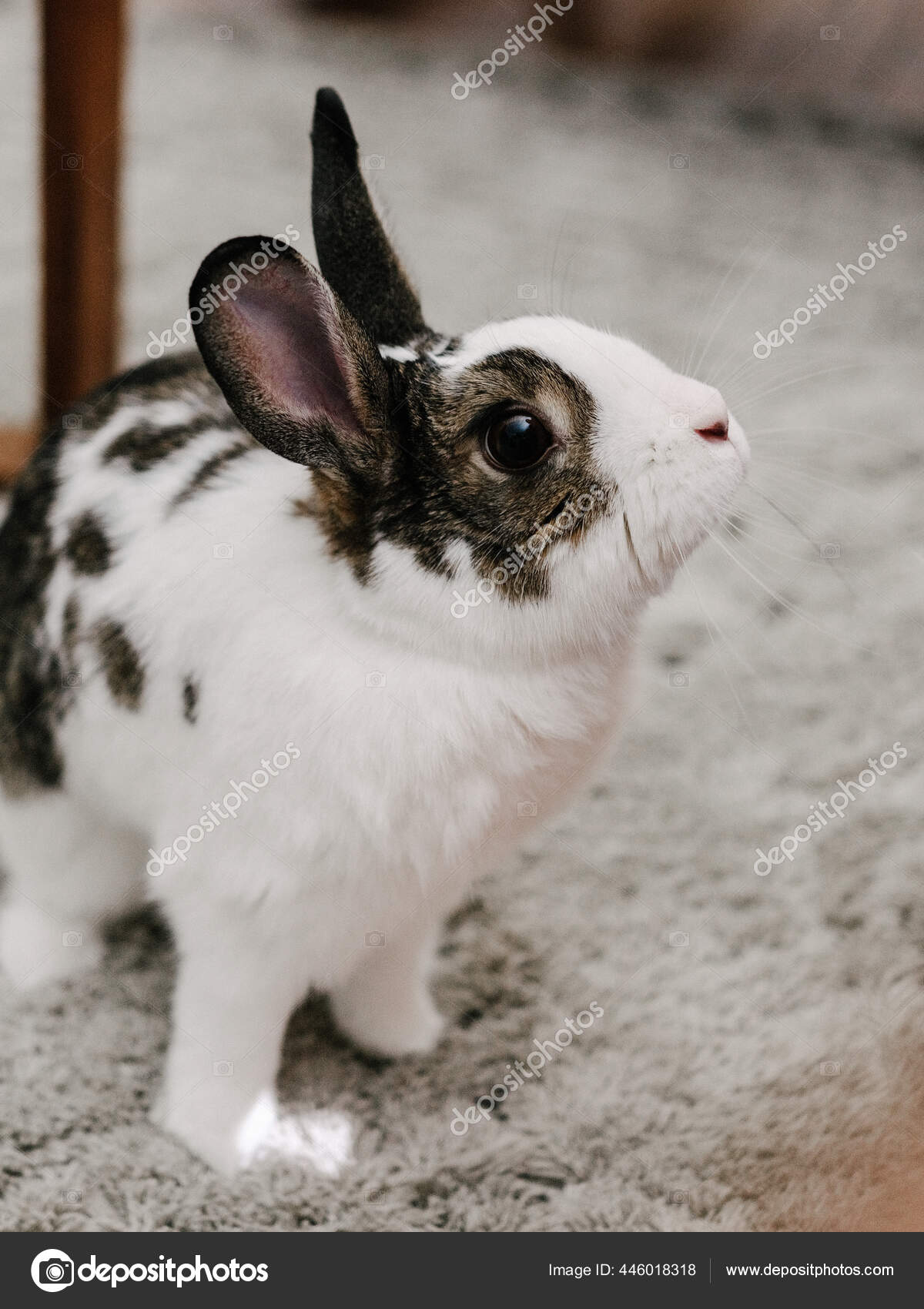 White Rabbit Netherland Dwarf Hotot Blue Eyes Black Netherland Dwarf Rabbit  Tiny Tails Blue Eyed White, image size:1200x1700