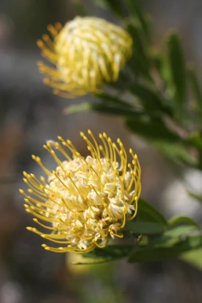 Güney Afrika Açan Güzel Bir Fynbos Çiçeğinin Seçici Odak Noktası — Stok fotoğraf