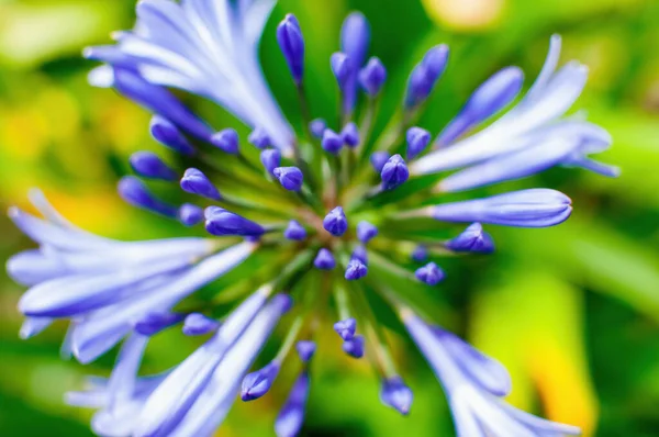 Egy Közeli Kép Nílusi Virágbimbók Virágos Liliomjáról — Stock Fotó