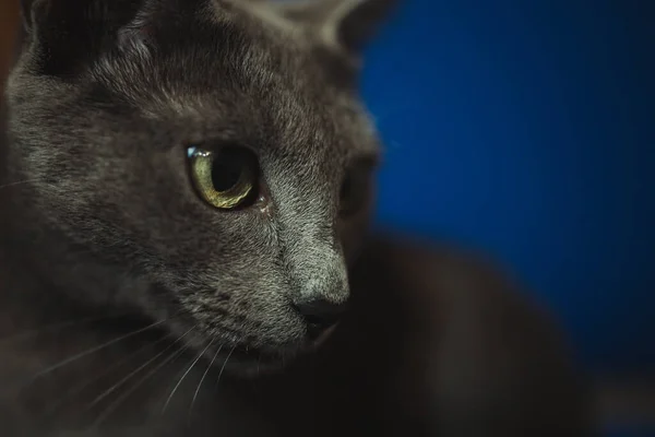 一只可爱的猫的特写镜头 它有着美丽的灰色毛皮和绿色的眼睛 — 图库照片