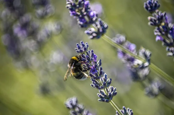 Gros Plan Une Abeille Sur Une Fleur Lavande Fleurs Recueillant — Photo