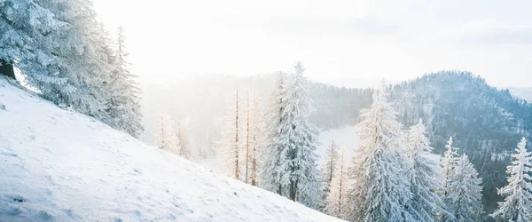 Skog Ett Snöigt Berg Soluppgången — Stockfoto