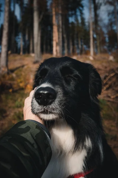 在阳光下 一个人在森林里摸一只可爱的黑边牧羊犬的垂直镜头 — 图库照片