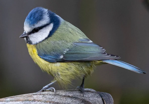 Selective Focus Shot Common Blue Tit Nature — 스톡 사진