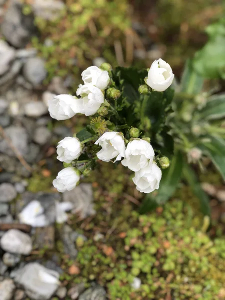 Güzel Beyaz Çiçeklerin Yüksek Açılı Dikey Görüntüsü — Stok fotoğraf