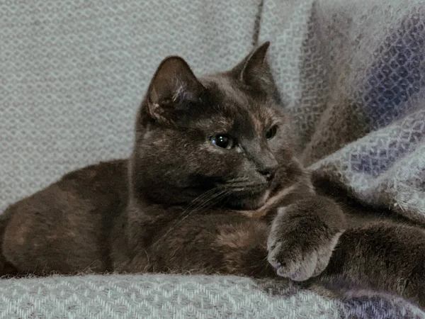 Closeup Portrait Cute Fluffy Domestic Cat Lying Soft Blanket Indoors — Stock Photo, Image