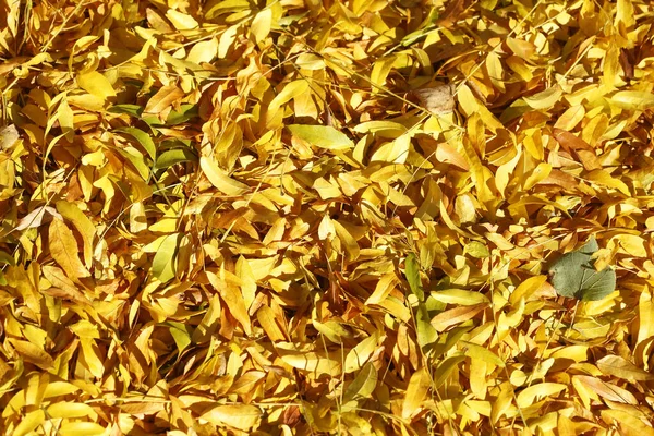 Ein Hochwinkel Schuss Gelber Blätter Fällt Auf Den Boden — Stockfoto