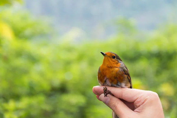 Cientista Segurando Robin Europeu Anelado Uma Sessão Bandeja Pássaros — Fotografia de Stock