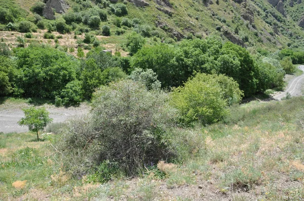 Hermosa Naturaleza Región Vayots Dzor Armenia Verano —  Fotos de Stock
