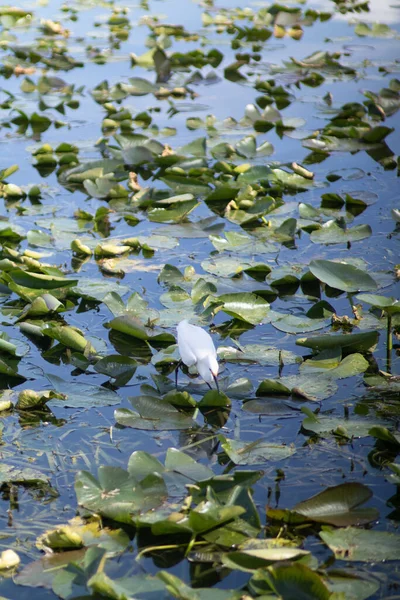 Plan Vertical Oiseau Feuilles Automne Vertes Dans Eau Lac Étang — Photo