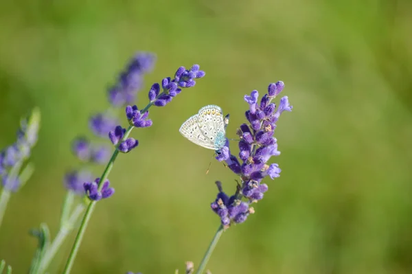 Gros Plan Papillon Sur Une Fleur Lavande Fleurs Dans Champ — Photo