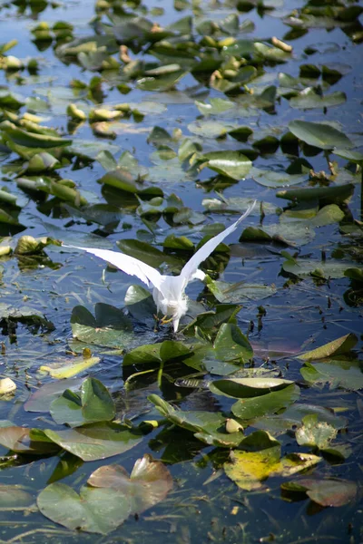 Tiro Vertical Pássaro Folhas Queda Verdes Água Lago Lagoa — Fotografia de Stock