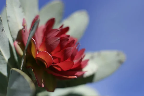 Tiro Foco Seletivo Uma Bela Flor Fynbos Florescendo África Sul — Fotografia de Stock