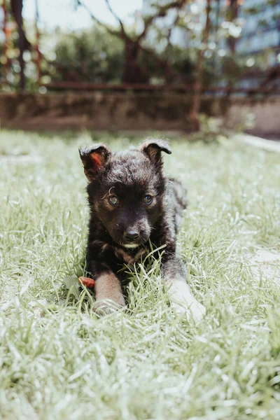 Plan Vertical Petit Chiot Allongé Sur Herbe Dans Cour — Photo