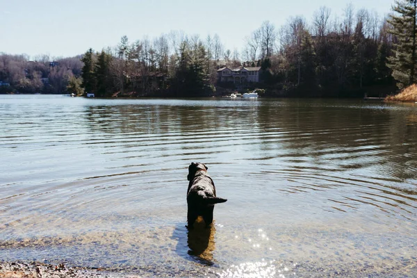 Schöne Aufnahme Eines Schwarzen Hundes See Umgeben Von Wald Und — Stockfoto