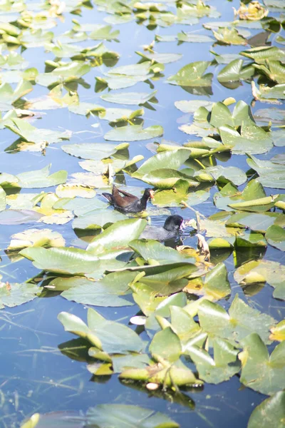 Göl Suyunda Ördek Yeşil Yaprakların Dikey Görüntüsü — Stok fotoğraf