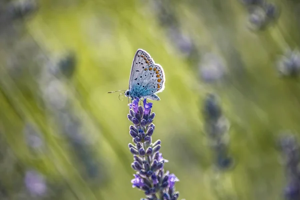 Closeup Shot Beautiful Butterfly Perched Blooming Lavender Flower Field — Stock Photo, Image