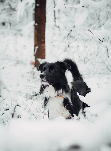 在被雪覆盖的森林中的一只黑边科利的垂直镜头 — 图库照片