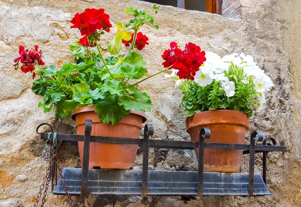 Primer Plano Macetas Flores Florecientes Aire Libre Toscana Italia —  Fotos de Stock