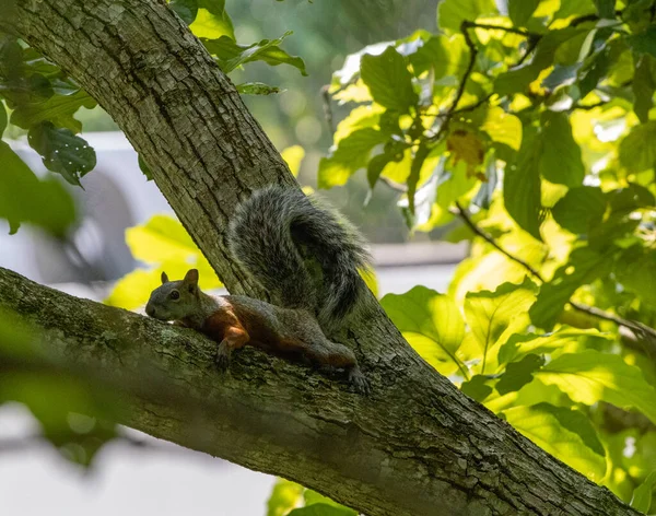 Closeup Shot Squirrel Tree — Stock Photo, Image