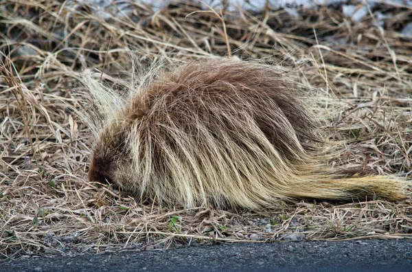 草の上で眠っている毛皮のような北アメリカのポルトガルの銃撃戦 — ストック写真