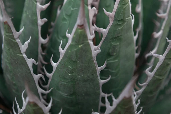 Výběrový Snímek Agave Titanota Listy — Stock fotografie