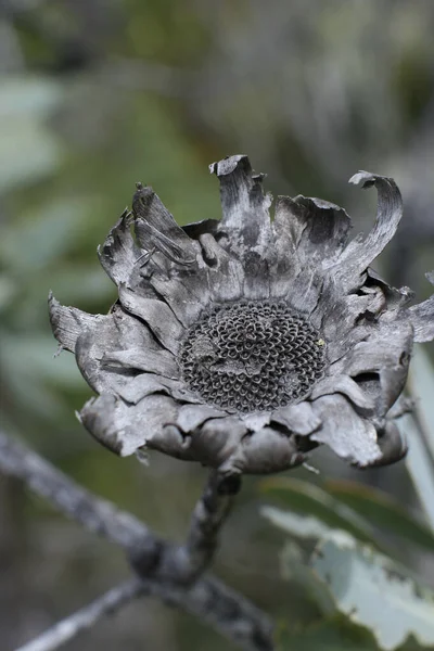 Selektiv Fokus Skott Vacker Fynbos Blomma Blommar Sydafrika — Stockfoto