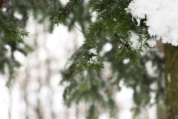 Ein Flacher Schwerpunkt Aus Schneebedeckten Fichtenzweigen — Stockfoto