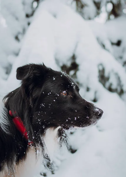 Tiro Vertical Uma Fronteira Preta Collie Uma Floresta Coberta Neve — Fotografia de Stock