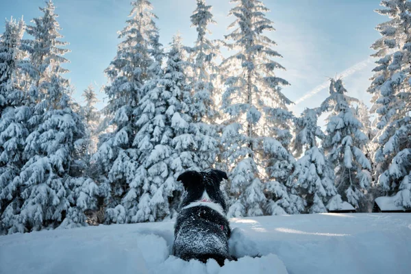 Eine Nahaufnahme Eines Entzückenden Border Collies Der Einem Schneebedeckten Wald — Stockfoto