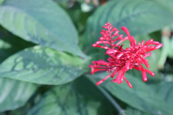 Eine Selektive Fokusaufnahme Eines Schönen Roten Blütendetail Einer Tropischen Pflanze — Stockfoto