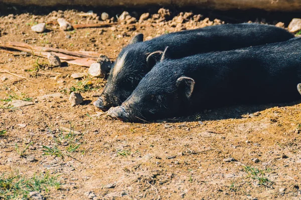 Tiro Perto Porcos Deitados Chão Sujeira — Fotografia de Stock