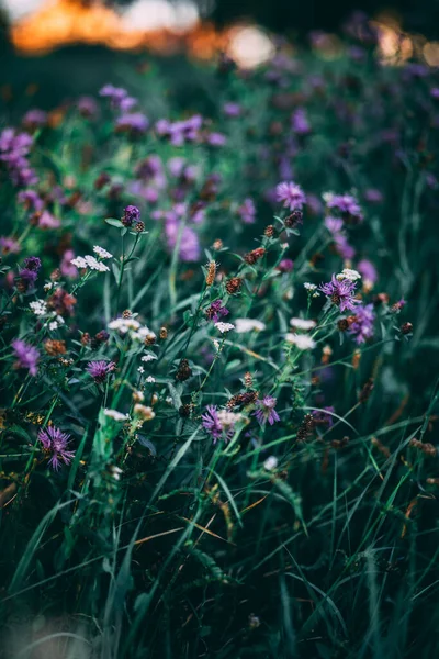 Függőleges Felvétel Virágzó Vadvirágok Növényzet Tökéletes Mobil — Stock Fotó