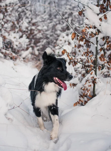 Vertikální Záběr Roztomilé Hranice Collie Běží Lese Pokryté Sněhem — Stock fotografie