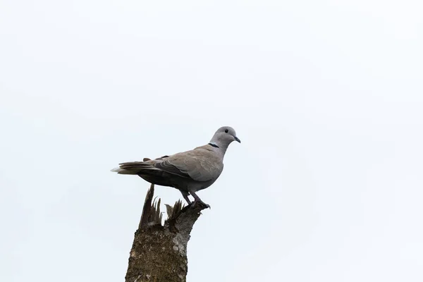 Ostra Eurazjatycka Kołnierzyk Gołąb Usiadł Wietrznym Pnia Drzewa Ptak Tle — Zdjęcie stockowe