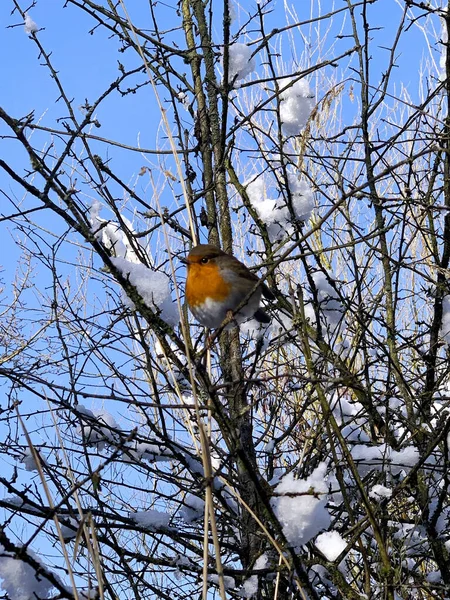 冬にヨーロッパのロビンの鳥が葉のない木の上に倒れた — ストック写真