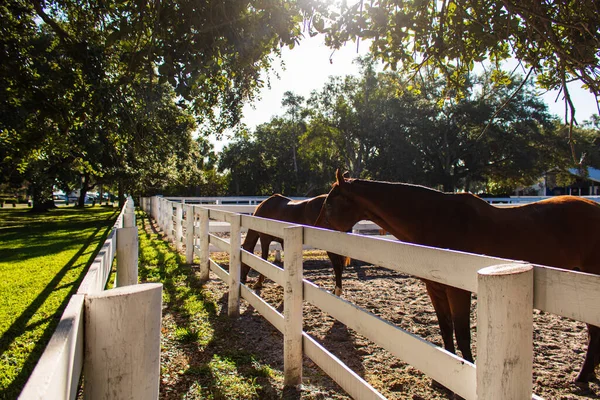 Fantástico Tiro Dois Cavalos Num Campo Cercado Num Dia Ensolarado — Fotografia de Stock