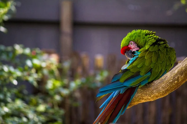 Wybiórczy Ujęcie Ostrości Kolorowe Macaw Usiadł Gałęzi Drzewa — Zdjęcie stockowe
