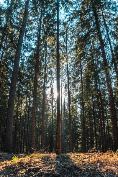 Een Verticaal Shot Van Zonnestralen Door Dennenbomen Het Bos — Stockfoto
