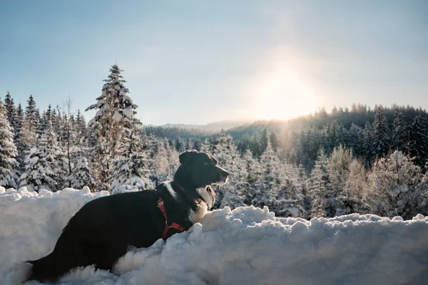 太陽の光の下で雪に覆われた森の中に横たわる愛らしい境界線の閉鎖 — ストック写真