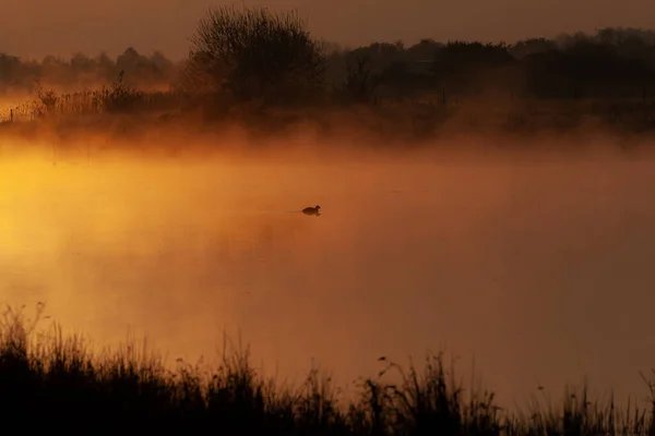 Gyllene Solnedgång Över Sjö — Stockfoto