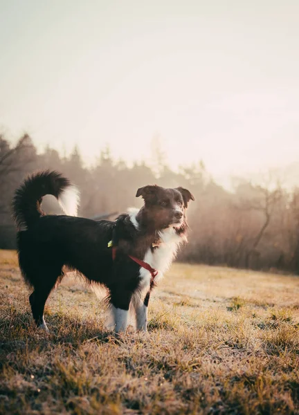 Egy Függőleges Lövés Egy Fekete Határ Collie Egy Területen Napfény — Stock Fotó