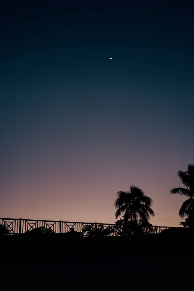 Colpo Verticale Palme Sagomate Contro Cielo Tramonto — Foto Stock