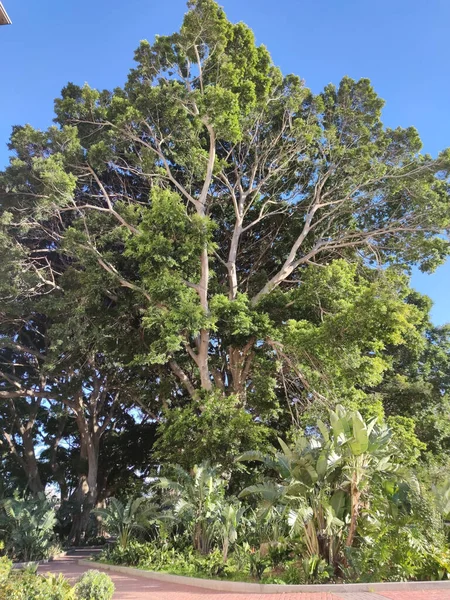 Alacsony Szögű Felvétel Egy Örökzöld Eukaliptusz Fáról Kék Alatt — Stock Fotó