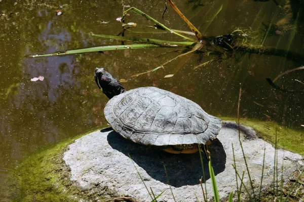 Turtle Stone Lake — Stock Photo, Image