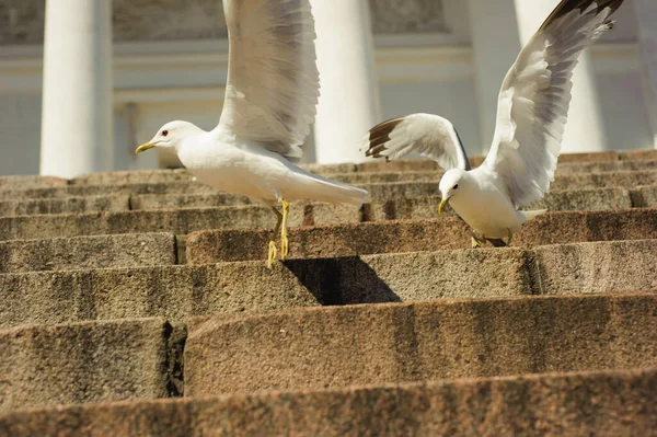 Close Gaivotas Pousando Nas Escadas Frente Edifício Histórico Pássaros Com — Fotografia de Stock