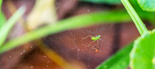 Une Araignée Approche Proie Prise Dans Toile Araignée — Photo
