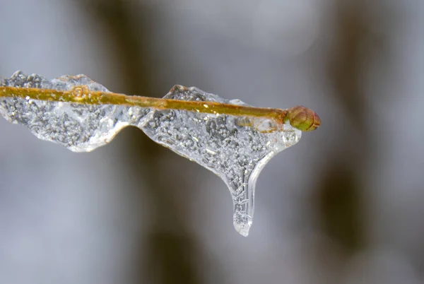 Селективный Фокус Ветки Покрытой Льдом — стоковое фото