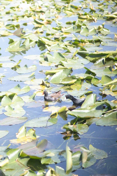 Göl Suyunda Ördek Yeşil Yaprakların Dikey Görüntüsü — Stok fotoğraf
