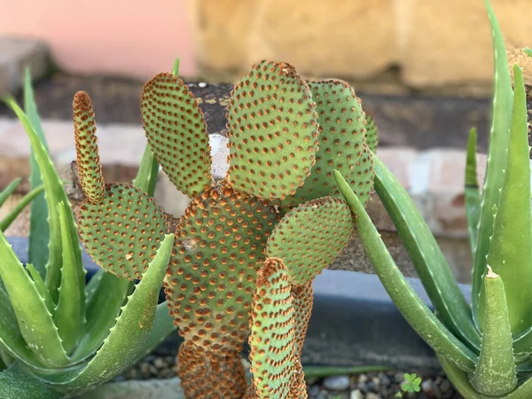 庭のウサギの耳の眺めは 梨とアロエベラの植物 — ストック写真